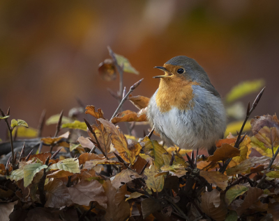 <i class='fa fa-user'></i> Fred |   Roodborst  <i class='fa fa-eye'> 223</i>  <i class='fa fa-thumbs-up'> 7</i>   <i class='fa fa-comment-o'> 8</i>