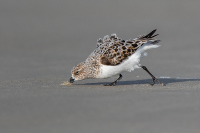 <i class='fa fa-user'></i> Peter Soer |   Drieteenstrandloper  <i class='fa fa-eye'> 340</i>  <i class='fa fa-thumbs-up'> 13</i>   <i class='fa fa-comment-o'> 7</i>