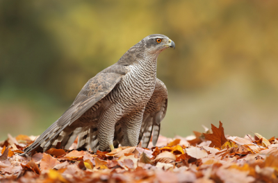 Inmiddels is de Havik een vaak gefotografeerde soort. Dan is het lastig om met andere foto's thuis te komen. Zondag ging de wekker om 05:00 om een dagje in een fotohut te zitten. Om 7 uur begonnen we met het maken van een herfstsetting en rond half 9 waren we klaar. Over de hele dag kwam er 1x een Havik langs. Minder vaak dan we hadden gehoopt, maar wel in de herfstsetting waar we zo veel tijd in hadden gestoken. De aanwezigheid van buizerds voor en rond de hut zorgde er waarschijnlijk voor dat de Haviken op hun hoede waren, zo ook deze vogel, welke continu aan het mantelen was om de prooi af te schermen. Kort na het landen hebben ze de mooiste, alerte houding, zoals hier. Blij met het resultaat! Het opruimen van al het herfstblad was overigens ook nog een langdurige klus, maar goed, je moet er wat voor over hebben ;)

Groeten, Thijs