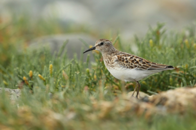 <i class='fa fa-user'></i> Frank Kremer |   Kleinste Strandloper  <i class='fa fa-eye'> 211</i>  <i class='fa fa-thumbs-up'> 5</i>   <i class='fa fa-comment-o'> 1</i>