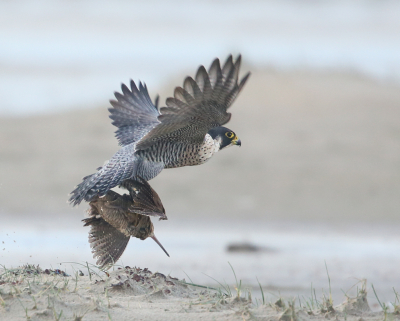 <i class='fa fa-user'></i> Henk Wiebe van der Meulen |   Slechtvalk  <i class='fa fa-eye'> 733</i>  <i class='fa fa-thumbs-up'> 41</i>   <i class='fa fa-comment-o'> 16</i>