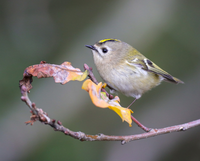 <i class='fa fa-user'></i> loek van de Leur |   Goudhaan  <i class='fa fa-eye'> 349</i>  <i class='fa fa-thumbs-up'> 24</i>   <i class='fa fa-comment-o'> 10</i>