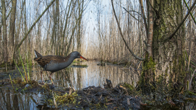 <i class='fa fa-user'></i> Bert Ooms |   Waterral  <i class='fa fa-eye'> 622</i>  <i class='fa fa-thumbs-up'> 39</i>   <i class='fa fa-comment-o'> 28</i>