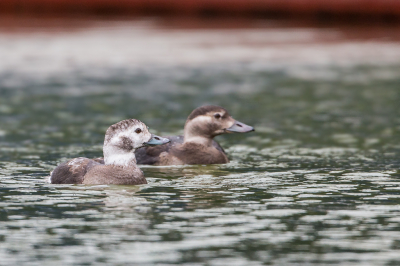 <i class='fa fa-user'></i> Peter Boltjes |   IJseend  <i class='fa fa-eye'> 382</i>   <i class='fa fa-comment-o'> 2</i>