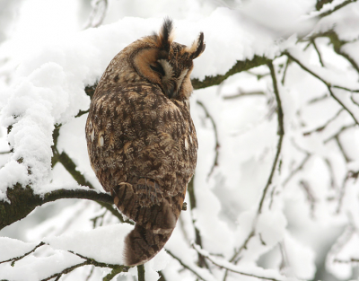 Vandaag gezocht naar een uil in de sneeuw en gevonden!

Eos 350D, EF 300mm/f4