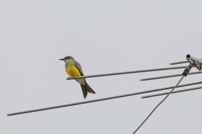 <i class='fa fa-user'></i> Louis56 |   Zwaveltiran  <i class='fa fa-eye'> 168</i>   <i class='fa fa-comment-o'> 3</i>