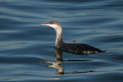 <i class='fa fa-user'></i> Peter Soer |   Roodkeelduiker  <i class='fa fa-eye'> 227</i>   <i class='fa fa-comment-o'> 0</i>