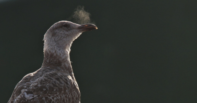 <i class='fa fa-user'></i> Fons Hoiting |   Zilvermeeuw  <i class='fa fa-eye'> 213</i>  <i class='fa fa-thumbs-up'> 8</i>   <i class='fa fa-comment-o'> 19</i>