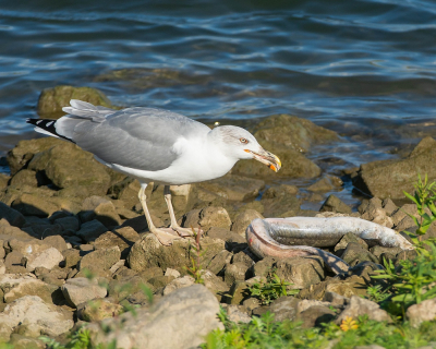 <i class='fa fa-user'></i> Wijnand van Buuren |   Geelpootmeeuw  <i class='fa fa-eye'> 323</i>  <i class='fa fa-thumbs-up'> 4</i>   <i class='fa fa-comment-o'> 8</i>