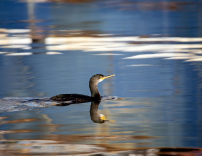 <i class='fa fa-user'></i> Kees Kugel |   Kuifaalscholver  <i class='fa fa-eye'> 197</i>   <i class='fa fa-comment-o'> 3</i>