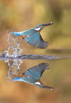 <i class='fa fa-user'></i> Arjan Troost |   IJsvogel  <i class='fa fa-eye'> 577</i>  <i class='fa fa-thumbs-up'> 23</i>   <i class='fa fa-comment-o'> 11</i>