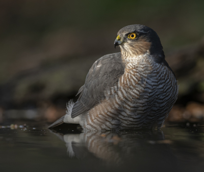 <i class='fa fa-user'></i> Fred |   Sperwer  <i class='fa fa-eye'> 279</i>  <i class='fa fa-thumbs-up'> 5</i>   <i class='fa fa-comment-o'> 5</i>