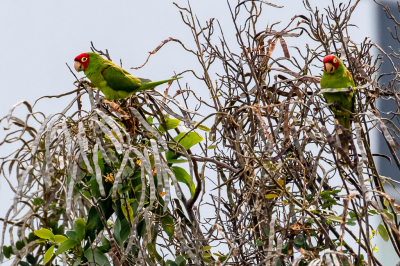 <i class='fa fa-user'></i> Louis56 |   Ecuadoraratinga  <i class='fa fa-eye'> 173</i>   <i class='fa fa-comment-o'> 3</i>