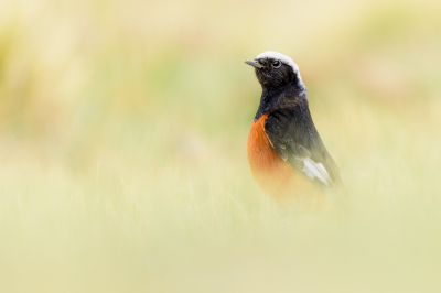 <i class='fa fa-user'></i> JeroenvanWijk |   Witkruinroodstaart  <i class='fa fa-eye'> 243</i>  <i class='fa fa-thumbs-up'> 8</i>   <i class='fa fa-comment-o'> 5</i>