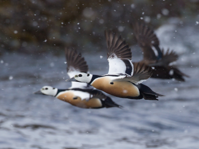 <i class='fa fa-user'></i> Richard Oud |   Stellers Eider  <i class='fa fa-eye'> 392</i>  <i class='fa fa-thumbs-up'> 6</i>   <i class='fa fa-comment-o'> 5</i>