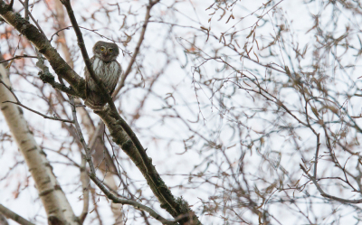 <i class='fa fa-user'></i> Pieter Cox |   Dwerguil  <i class='fa fa-eye'> 367</i>  <i class='fa fa-thumbs-up'> 1</i>   <i class='fa fa-comment-o'> 1</i>