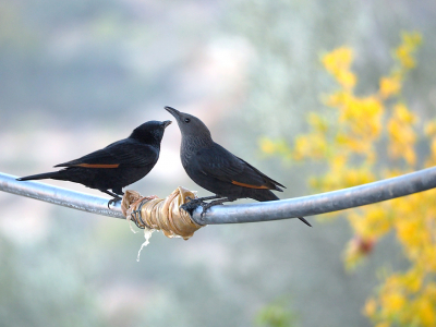 <i class='fa fa-user'></i> guido mwm |   Tristrams Spreeuw  <i class='fa fa-eye'> 221</i>  <i class='fa fa-thumbs-up'> 5</i>   <i class='fa fa-comment-o'> 13</i>