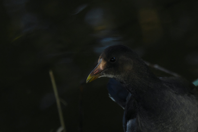 <i class='fa fa-user'></i> josephine |   Waterhoen  <i class='fa fa-eye'> 367</i>  <i class='fa fa-thumbs-up'> 18</i>   <i class='fa fa-comment-o'> 15</i>