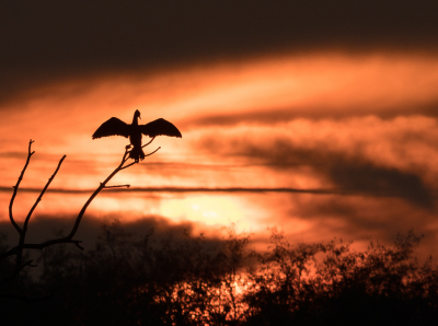 <i class='fa fa-user'></i> Truus Aletta Maan |   Aalscholver  <i class='fa fa-eye'> 246</i>  <i class='fa fa-thumbs-up'> 18</i>   <i class='fa fa-comment-o'> 14</i>