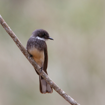 <i class='fa fa-user'></i> Kees de Jager |   Streepborstwaaierstaart  <i class='fa fa-eye'> 135</i>   <i class='fa fa-comment-o'> 0</i>