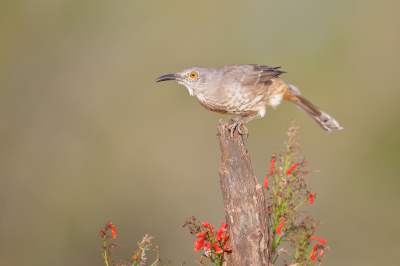 <i class='fa fa-user'></i> Wilfred Marissen |   Krombekspotlijster  <i class='fa fa-eye'> 180</i>  <i class='fa fa-thumbs-up'> 6</i>   <i class='fa fa-comment-o'> 5</i>