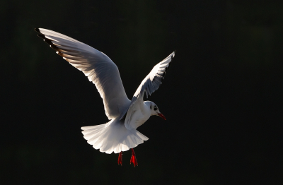 Voor deze MO ben ik op een mooie zonnige herfstdag 's morgens bijtijds naar een sluis gegaan, om daar met tegenlicht te gaan spelen met het fotograferen van meeuwen bij de boten die door de sluis varen. Ik heb me er reuze vermaakt, en ik heb er veel van geleerd over tegenlichtfotografie!
Ook later ben ik meermalen op pad gegaan, maar mijn keus blijft bij een van de foto's van deze ochtend.