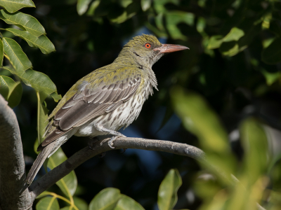 <i class='fa fa-user'></i> Paul van Giersbergen |   Olijfrugwielewaal  <i class='fa fa-eye'> 143</i>  <i class='fa fa-thumbs-up'> 2</i>   <i class='fa fa-comment-o'> 1</i>