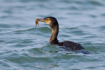 <i class='fa fa-user'></i> Peter Soer |   Kuifaalscholver  <i class='fa fa-eye'> 251</i>  <i class='fa fa-thumbs-up'> 1</i>   <i class='fa fa-comment-o'> 2</i>