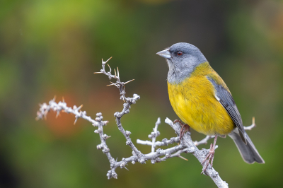 <i class='fa fa-user'></i> Roberto Hofman |   Patagonische Sierragors  <i class='fa fa-eye'> 263</i>  <i class='fa fa-thumbs-up'> 21</i>   <i class='fa fa-comment-o'> 15</i>