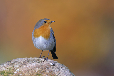 <i class='fa fa-user'></i> Gejo Wassink |   Roodborst  <i class='fa fa-eye'> 319</i>  <i class='fa fa-thumbs-up'> 12</i>   <i class='fa fa-comment-o'> 14</i>