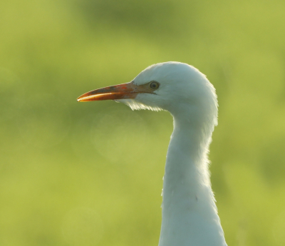 Altijd leuk om een koereiger tegen te komen. En dan ook nog eentje die meewerkt voor de MO.