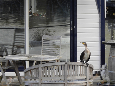 <i class='fa fa-user'></i> sieb |   Aalscholver  <i class='fa fa-eye'> 298</i>  <i class='fa fa-thumbs-up'> 9</i>   <i class='fa fa-comment-o'> 14</i>