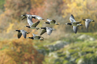 <i class='fa fa-user'></i> Alex Roetemeijer |   Brandgans  <i class='fa fa-eye'> 331</i>  <i class='fa fa-thumbs-up'> 8</i>   <i class='fa fa-comment-o'> 6</i>