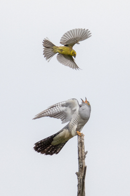 <i class='fa fa-user'></i> Arjan Troost |   Koekoek  <i class='fa fa-eye'> 412</i>  <i class='fa fa-thumbs-up'> 19</i>   <i class='fa fa-comment-o'> 10</i>