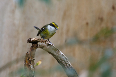 <i class='fa fa-user'></i> Kees de Jager |   Geelborstbootsnavel  <i class='fa fa-eye'> 164</i>   <i class='fa fa-comment-o'> 3</i>