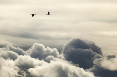 Grus grus / Kraanvogel / Common Crane