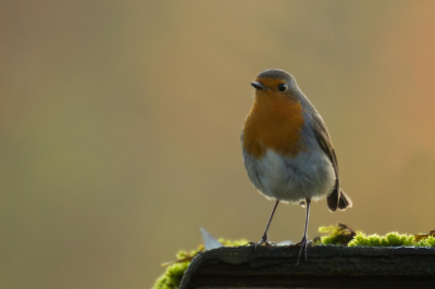 Rond de volkstuin zwerven drie territoriale roodborsten.
Constant verplaatsen zij zich, zodat ik ze nooit met drie tegelijk kan fotograferen.
Deze foto is vier dagen eerder dan de inzending voor de maandopdracht gemaakt.
Ook toen op het dak van het schuurtje.
Het beetje tegenlicht wat ik hier heb, zorgt voor een mooi randje rond de vogel.