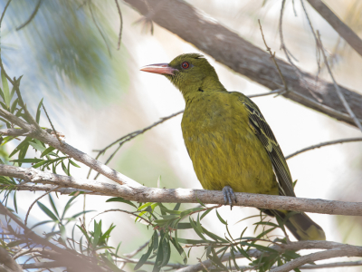 <i class='fa fa-user'></i> Paul van Giersbergen |   Mangrovewielewaal  <i class='fa fa-eye'> 161</i>  <i class='fa fa-thumbs-up'> 3</i>   <i class='fa fa-comment-o'> 2</i>