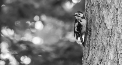 We zien hier met regelmaat spechten, groene, grote bonte en ik meen ook eens de middelste.
Ook op Birdpix is het niks nieuws.
Omgezet naar zwart/wit, vond het er wel bij passen.