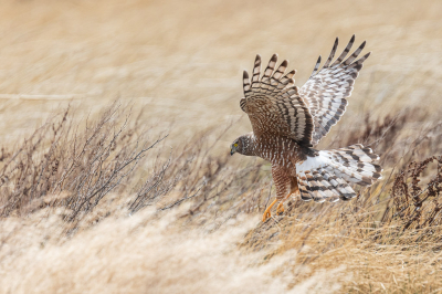 De andere bewoner van het rietland in Laguna Nimez is de Grijze Kiekendief. Dit vrouwtje kwam aanvliegen om vervolgens in het riet te verdwijnen. 
In totaal hebben we er 2 paartjes gezien. Fotograferen viel overigens niet mee want dankzij de harde wind bewogen de vogels razendsnel.