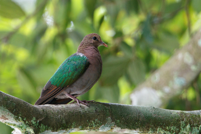 <i class='fa fa-user'></i> Kees de Jager |   Pacifische Smaragdduif  <i class='fa fa-eye'> 151</i>  <i class='fa fa-thumbs-up'> 1</i>   <i class='fa fa-comment-o'> 3</i>