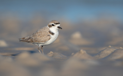 <i class='fa fa-user'></i> Hans Overduin |   Amerikaanse Strandplevier  <i class='fa fa-eye'> 225</i>  <i class='fa fa-thumbs-up'> 18</i>   <i class='fa fa-comment-o'> 8</i>