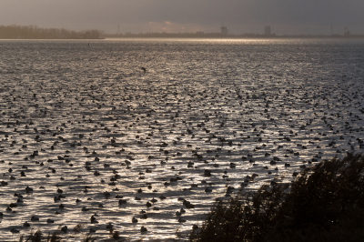 <i class='fa fa-user'></i> Gert-Jan Cromwijk |   Kuifeend  <i class='fa fa-eye'> 471</i>  <i class='fa fa-thumbs-up'> 8</i>   <i class='fa fa-comment-o'> 8</i>