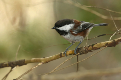 <i class='fa fa-user'></i> Frank Kremer |   Kastanjerugmees  <i class='fa fa-eye'> 220</i>  <i class='fa fa-thumbs-up'> 6</i>   <i class='fa fa-comment-o'> 6</i>