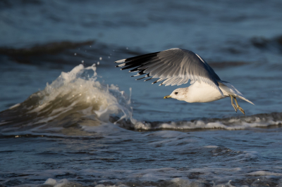 <i class='fa fa-user'></i> Harry Jamont |   Stormmeeuw  <i class='fa fa-eye'> 223</i>   <i class='fa fa-comment-o'> 6</i>