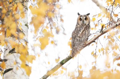 <i class='fa fa-user'></i> thijsglastra |   Ransuil  <i class='fa fa-eye'> 469</i>  <i class='fa fa-thumbs-up'> 8</i>   <i class='fa fa-comment-o'> 20</i>