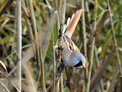 This bearded reedling was hiding in the reeds but never came out to allow me a complete shot. Just when I was about to give up and walk on it rewarded my patience.