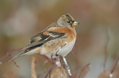 Na een diepe, diepe winterslaap, eindelijk weer eens een vogel voor de lens gekregen. Vanwege het weer iets eerder naar huis gegaan vandaag, en trof daar zowaar dit Keepje. Heb wel vaker Kepen in de tuin, maar zelden lieten ze zich zo mooi schieten.