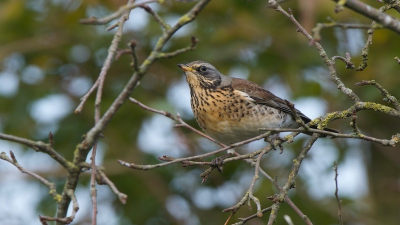 lang geen foto's meer geplaatst un wat meer tijd zijn geen makkelijke vogels erg schuw