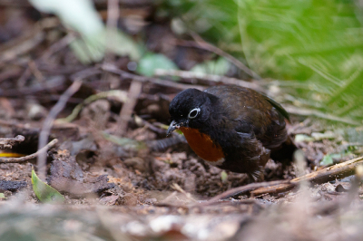 <i class='fa fa-user'></i> Kees de Jager |   Zwartkopstronkloper  <i class='fa fa-eye'> 137</i>  <i class='fa fa-thumbs-up'> 1</i>   <i class='fa fa-comment-o'> 1</i>